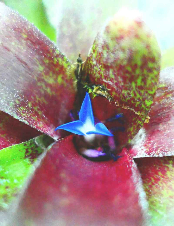 Neoregelia 'Colombia' red
