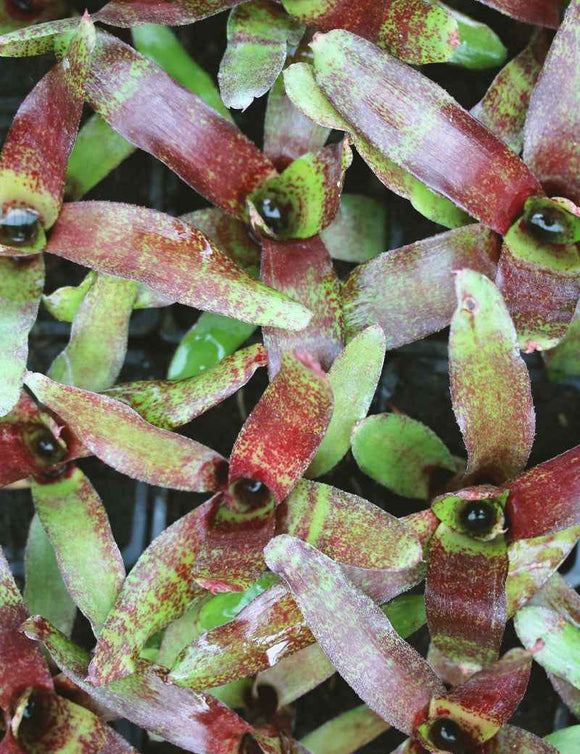 Neoregelia 'Colombia' red