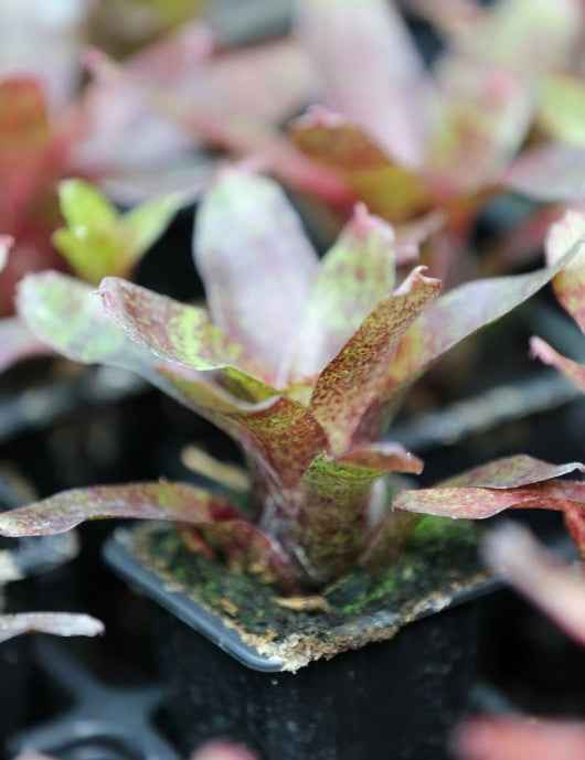 Neoregelia 'Colombia' red