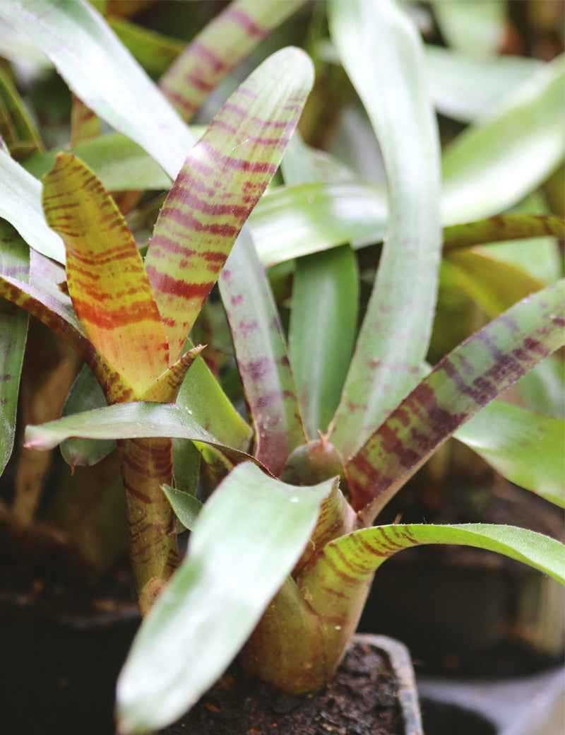Neoregelia ampullacea purpurea