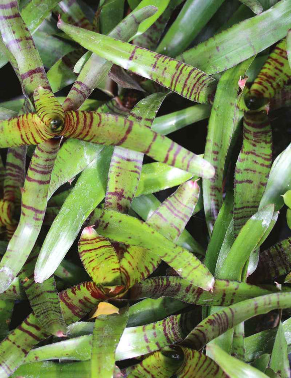 Neoregelia ampullacea purpurea