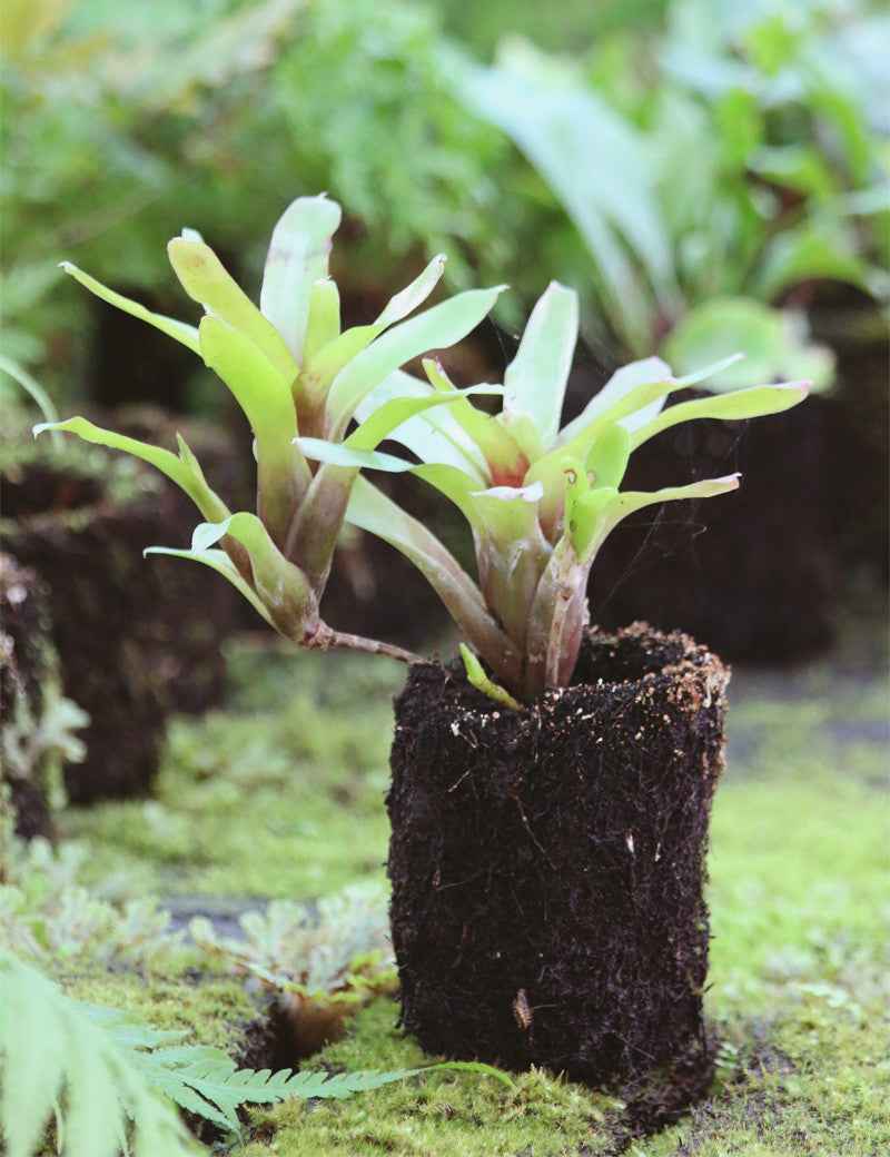 Neoregelia mephisto raciné en xaxim