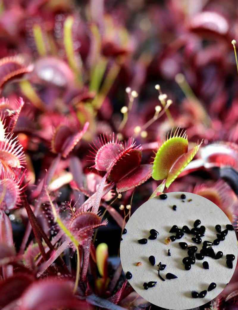 Graines de Dionaea muscipula Akai Ryu x Akai Ryu