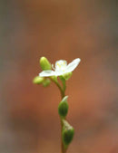 Drosera intermedia