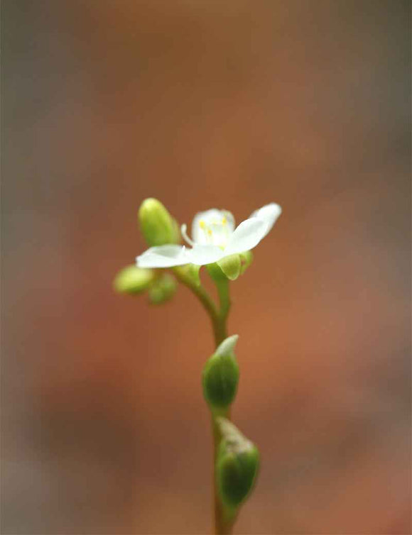 Drosera intermedia