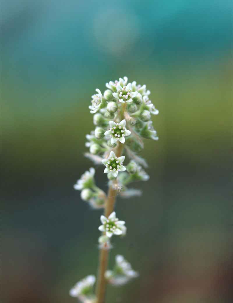 Graines de Cephalotus sp.