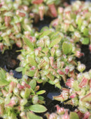 Graines de Cephalotus sp.