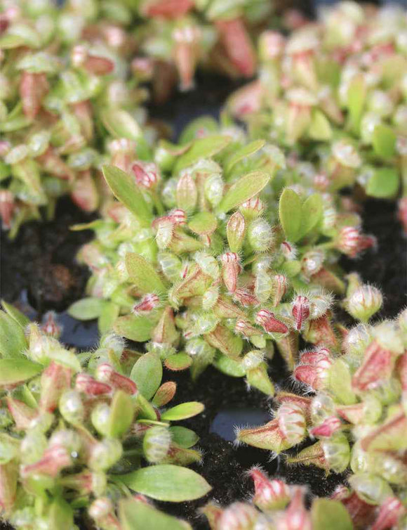 Graines de Cephalotus sp.