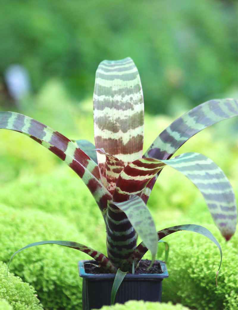 Vriesea splendens