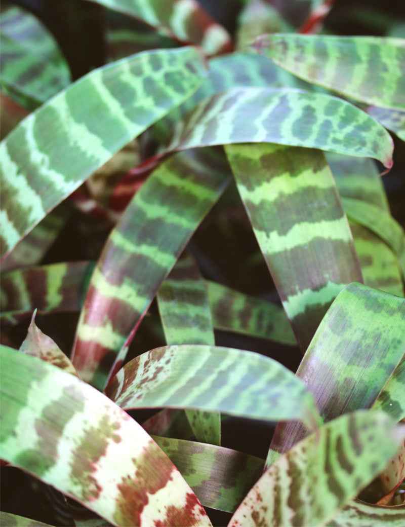 Vriesea splendens