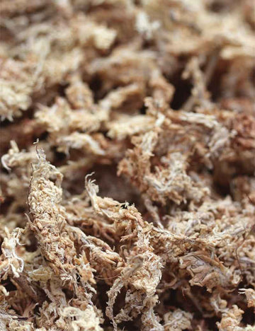 Sphaigne du Chili - 5kg - Haute qualité