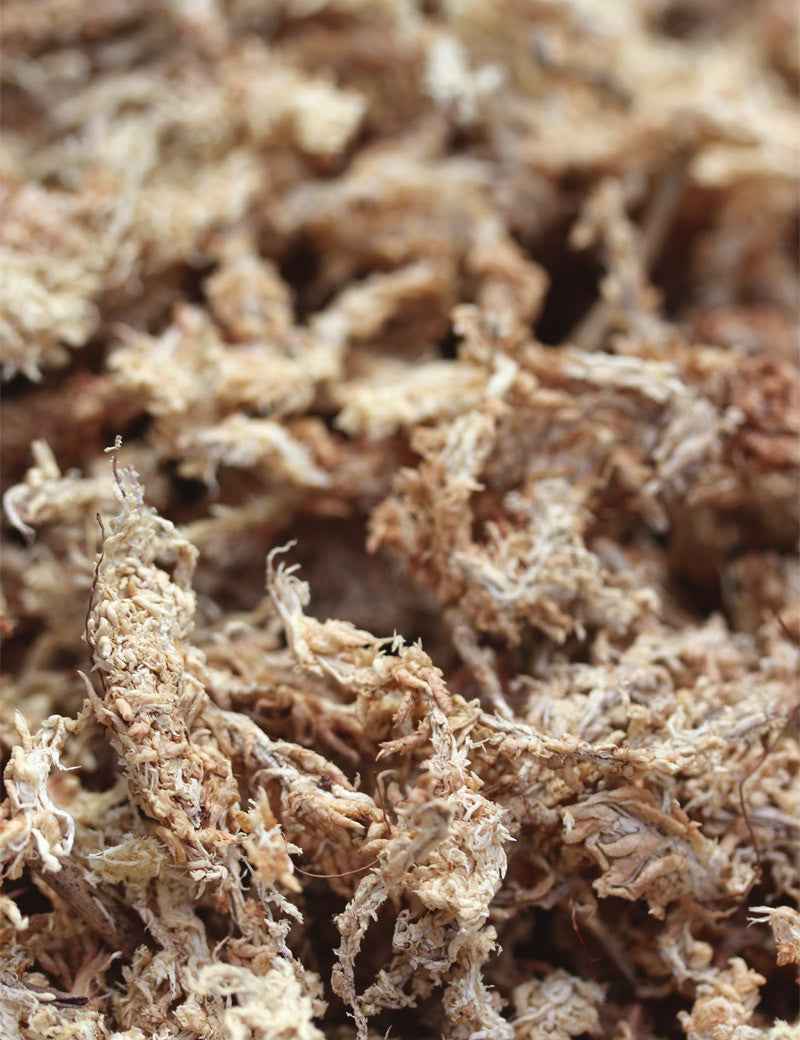 Sphaigne du Chili - 5kg - Haute qualité