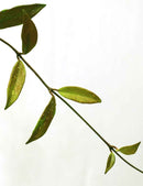 Hoya pubicalyx hawaiian purple