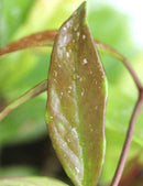 Hoya pubicalyx hawaiian purple