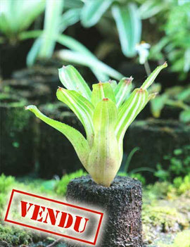 Neoregelia 'Antigone' variegata raciné en xaxim