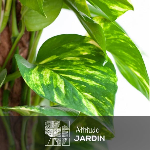 Pothos Epipremnum 80 cm - clicktofournisseur.com