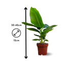 Bananier Musa 40 cm - clicktofournisseur.com