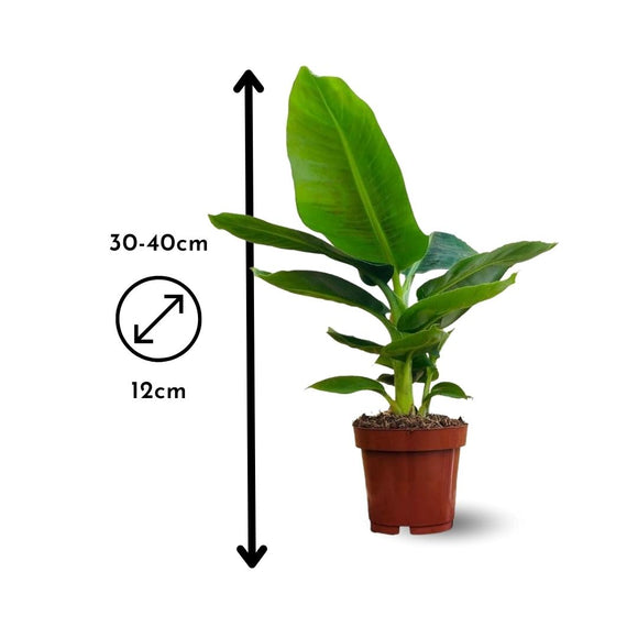 Bananier Musa 40 cm - clicktofournisseur.com