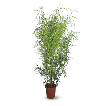 Rhus Viminalis Faux Bambou 150 cm - clicktofournisseur.com