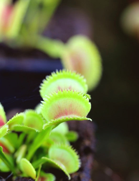 Plante Dionaea dentata - Carnivore originale pour votre collection