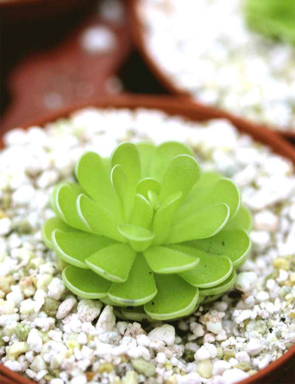 Pinguicula esseriana