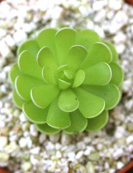 Pinguicula esseriana