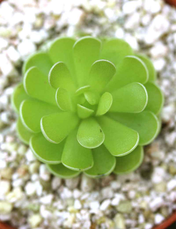 Pinguicula esseriana