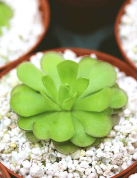Pinguicula cyclosecta