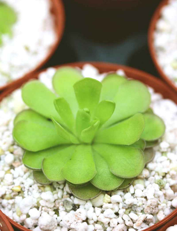 Pinguicula cyclosecta