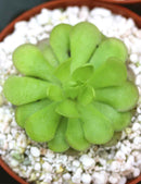 Pinguicula cyclosecta