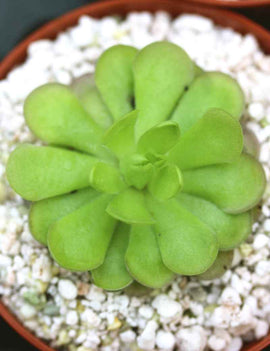 Pinguicula cyclosecta