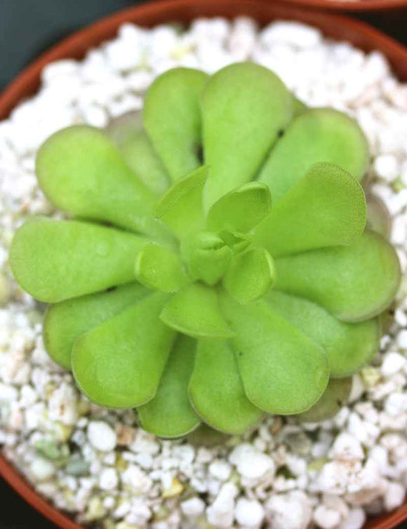 Pinguicula cyclosecta