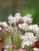 Sarracenia x 'daniel rudd'