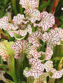 Sarracenia x 'daniel rudd'