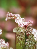 Sarracenia x 'daniel rudd'