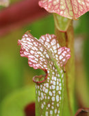 Sarracenia excellens x minor x leucophylla