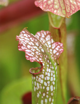 Sarracenia excellens x minor x leucophylla