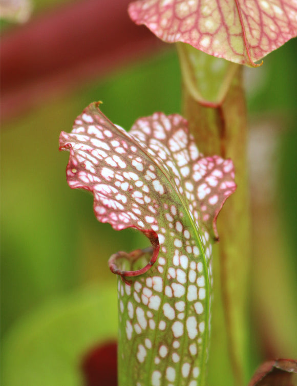 Sarracenia excellens x minor x leucophylla