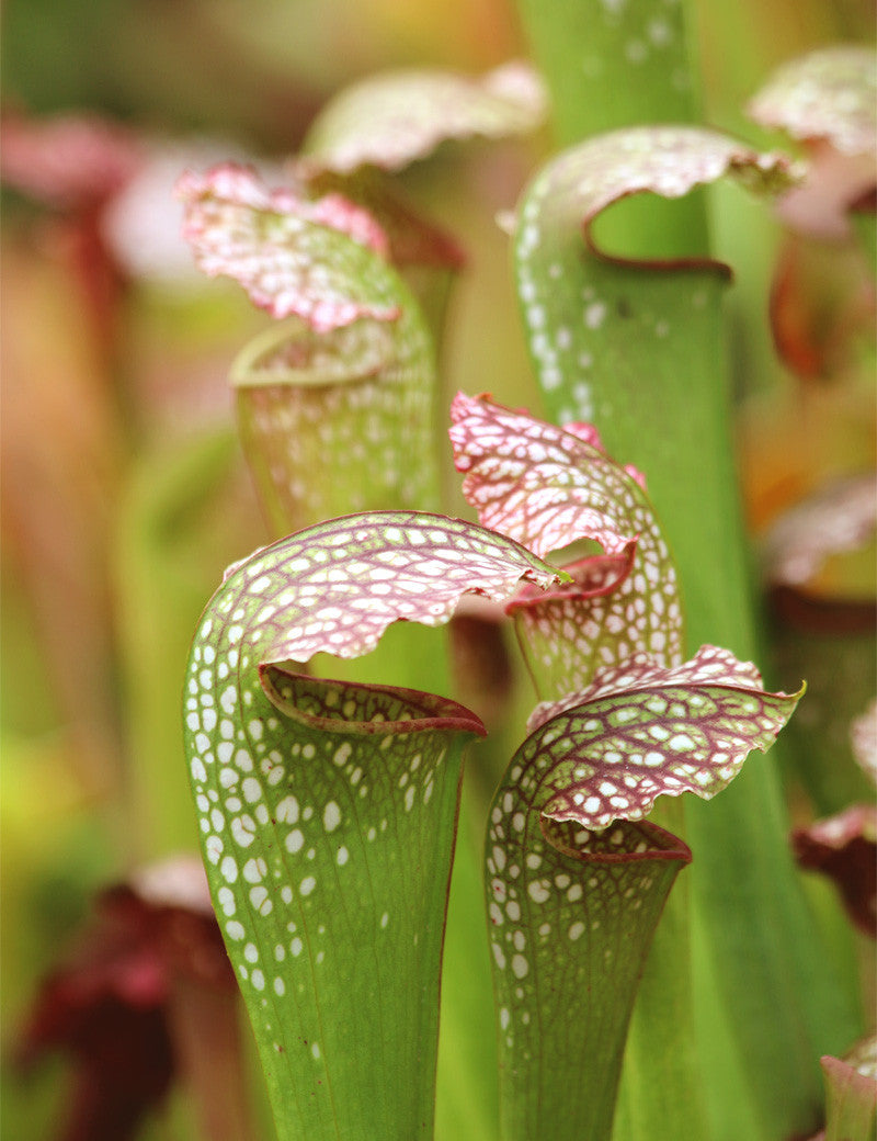 Sarracenia excellens x minor x leucophylla