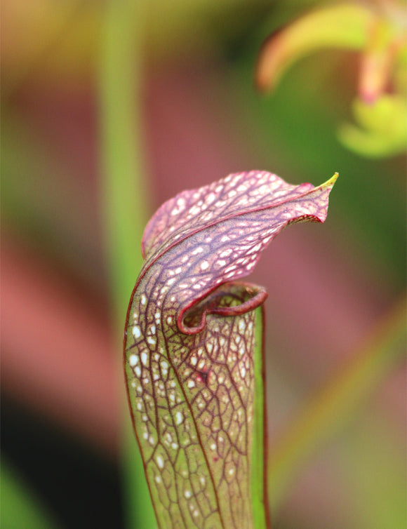 Sarracenia x x excellens x readii