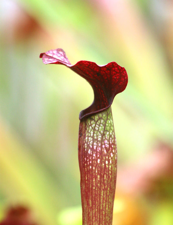 Sarracenia alata red tube x leucophylla
