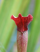Sarracenia alata red tube x leucophylla