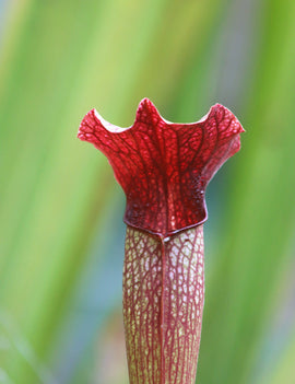 Sarracenia alata red tube x leucophylla