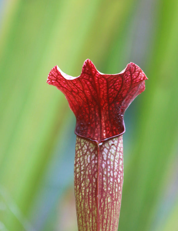 Sarracenia alata red tube x leucophylla
