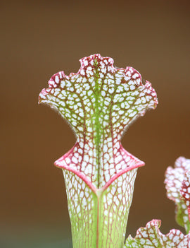 Sarracenia leucophylla red white mobile co.