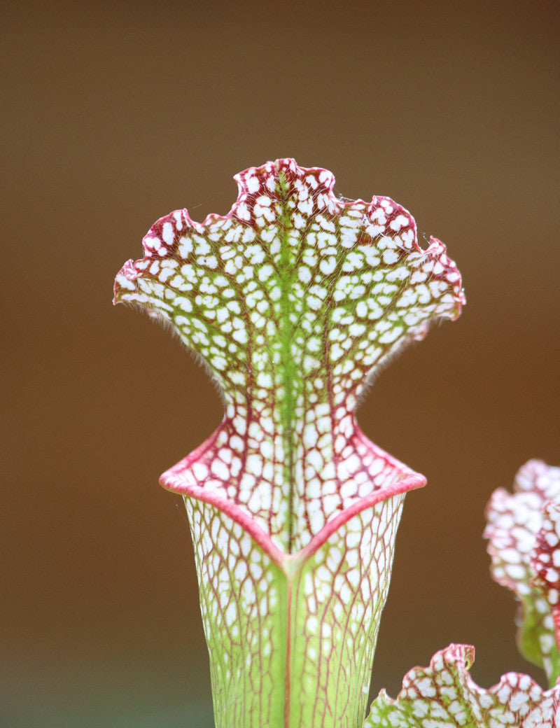 Sarracenia leucophylla red white mobile co.