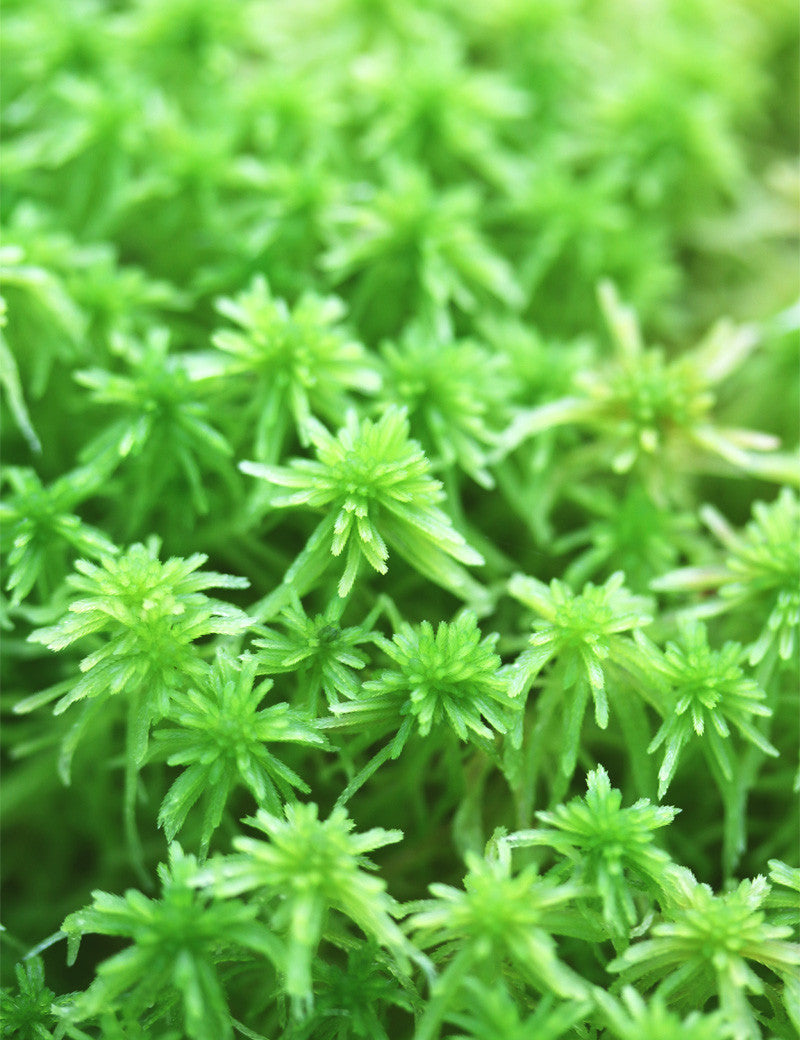 Sphaigne vivante - Sphagnum cristatum pour un jardinage éco-responsable