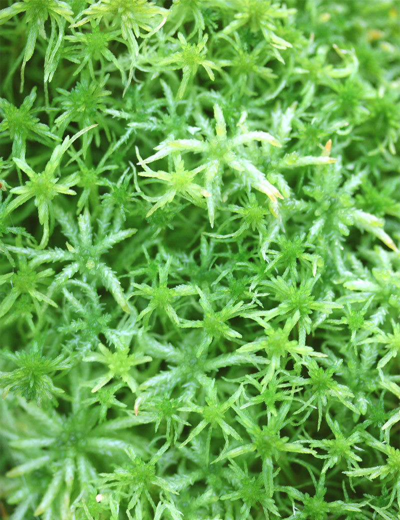 Sphaigne vivante - Sphagnum cristatum pour un jardinage éco-responsable