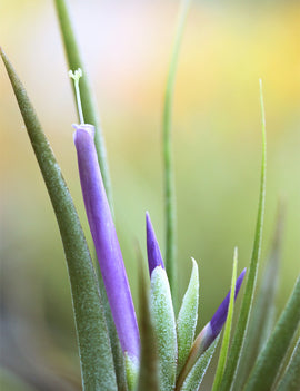 Tillandsia circinata