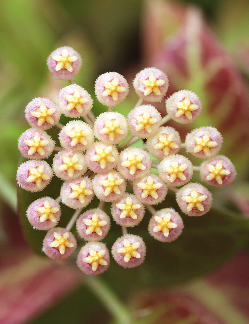 Hoya sp. cv sunrise